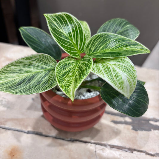 【フィロデンドロン・バーキン・ミニ】陶器鉢付|小型|観葉植物