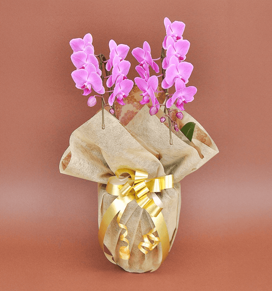 【ミディ胡蝶蘭】WEB限定|ピンク2本立ち14輪前後