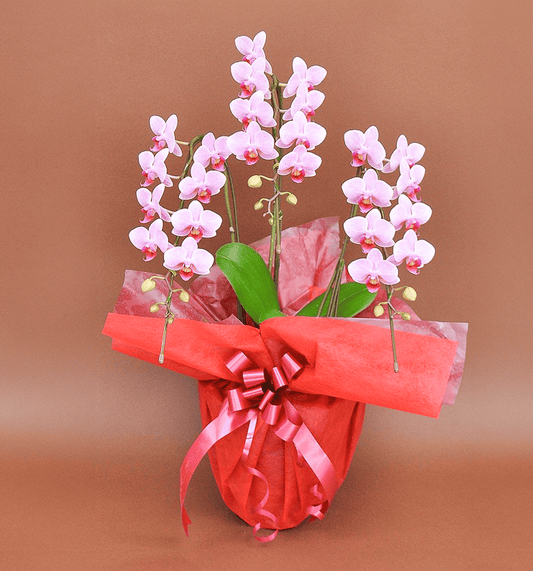 【ミディ胡蝶蘭】WEB限定|ピンク3本立ち21輪前後