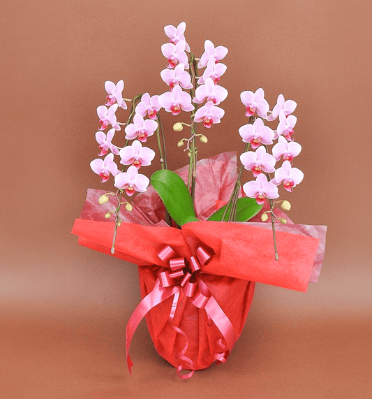 【ミディ胡蝶蘭】WEB限定|ピンク3本立ち27輪前後