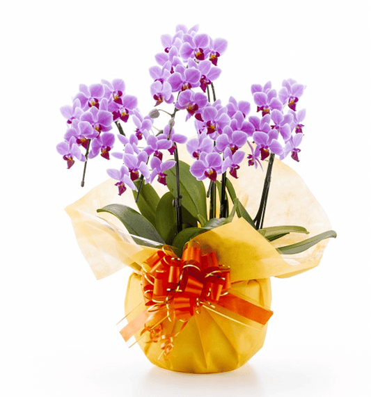 【ミディ胡蝶蘭】WEB限定|ピンク5本立ち35輪前後