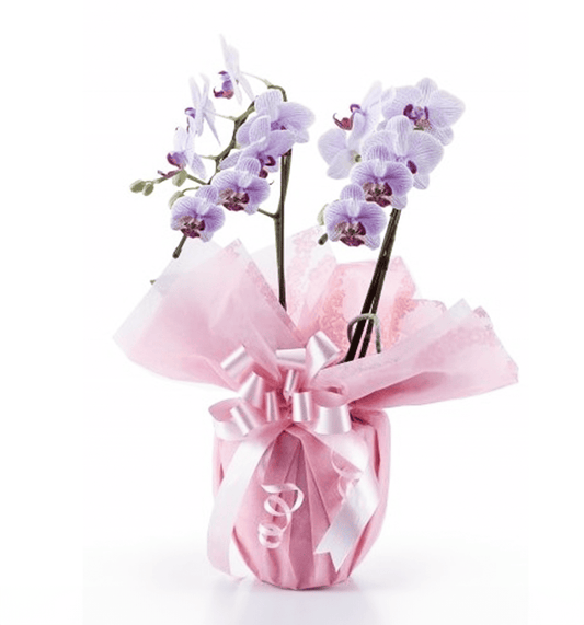 【ミディ胡蝶蘭】WEB限定|白赤リップ2本立ち14輪前後