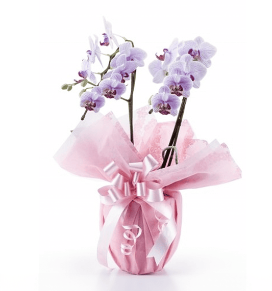 【ミディ胡蝶蘭】WEB限定|白赤リップ2本立ち18輪前後