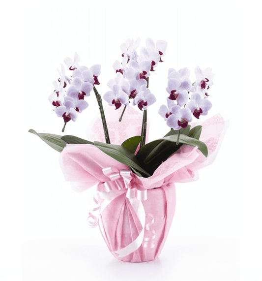 【ミディ胡蝶蘭】WEB限定|白赤リップ3本立ち21輪前後