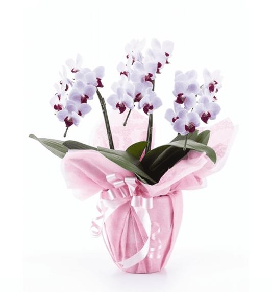 【ミディ胡蝶蘭】WEB限定|白赤リップ3本立ち27輪前後