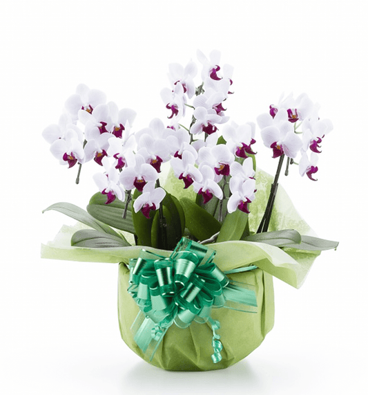 【ミディ胡蝶蘭】WEB限定|白赤リップ5本立ち35輪前後