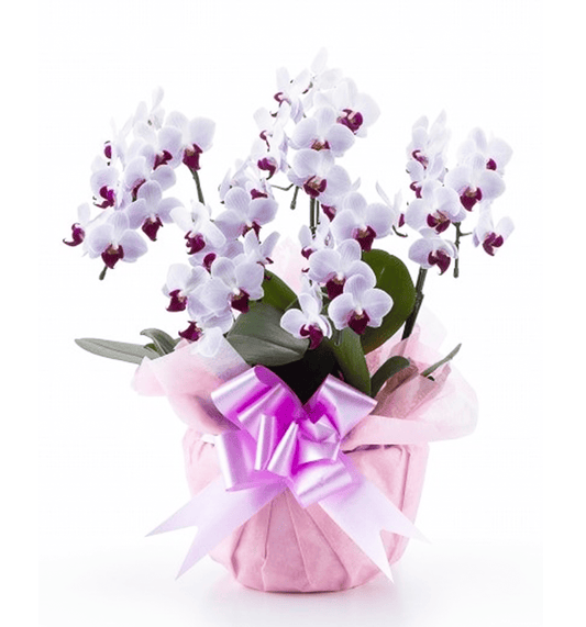 【ミディ胡蝶蘭】WEB限定|白赤リップ5本立ち45輪前後