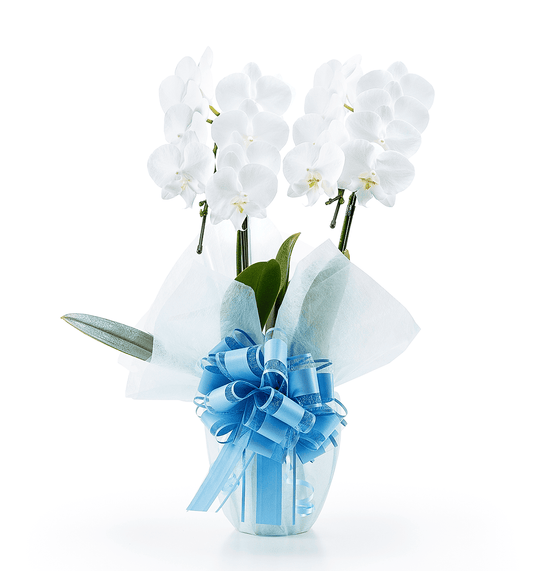 【ミディ胡蝶蘭】WEB限定|白2本立ち14輪前後