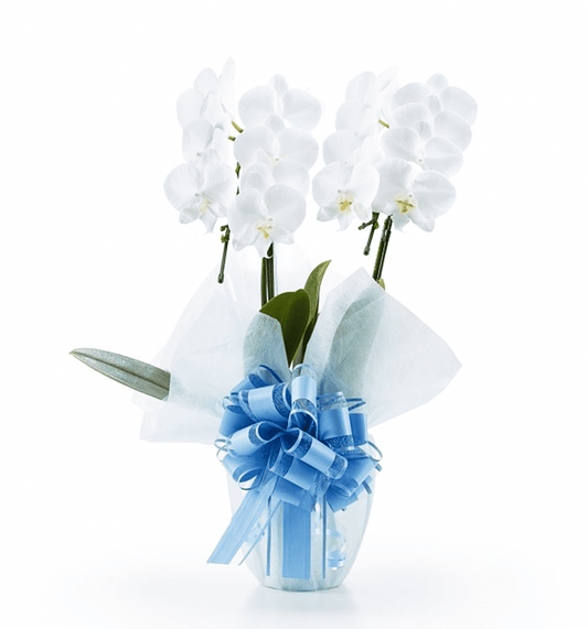 【ミディ胡蝶蘭】WEB限定|白2本立ち18輪前後