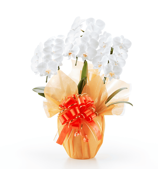 【ミディ胡蝶蘭】WEB限定|白3本立ち21輪前後