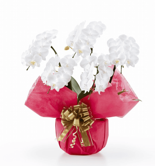 【ミディ胡蝶蘭】WEB限定|白5本立ち35輪前後