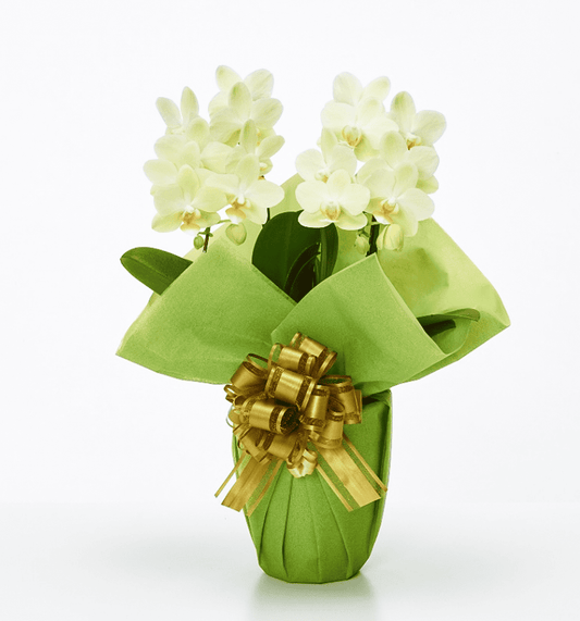 【ミディ胡蝶蘭】WEB限定|黄色2本立ち14輪前後