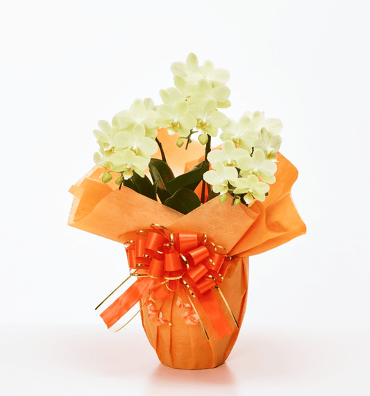 【ミディ胡蝶蘭】WEB限定|黄色3本立ち21輪前後