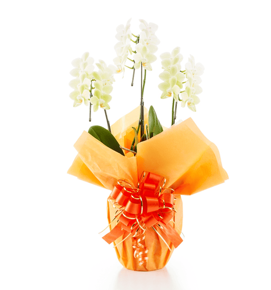 【ミディ胡蝶蘭】WEB限定|黄色3本立ち27輪前後