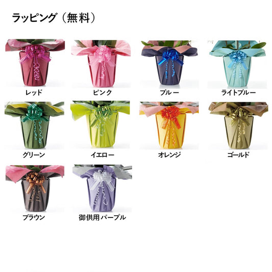 【ミディ胡蝶蘭】WEB限定|白赤リップ5本立ち35輪前後