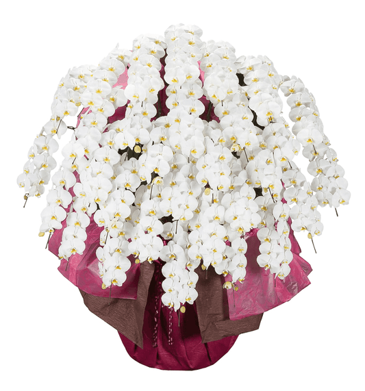 【大輪胡蝶蘭】WEB限定|白30本立ち《事前にお問合せください》