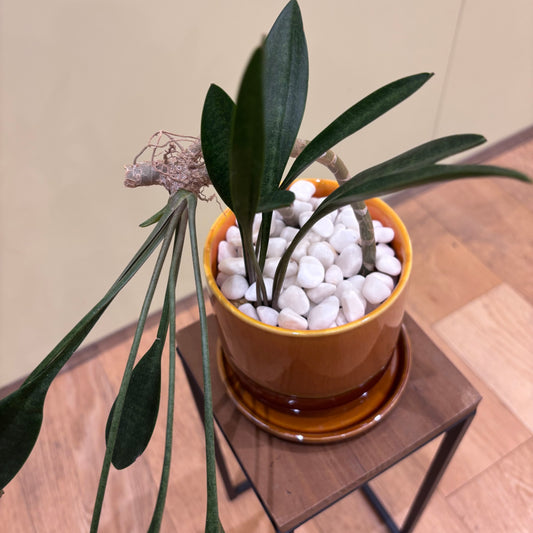 【サンスベリア コンシンナ スプーンリーフ】観葉植物 (陶器鉢)