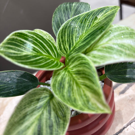 【フィロデンドロン・バーキン・ミニ】陶器鉢付｜小型｜観葉植物