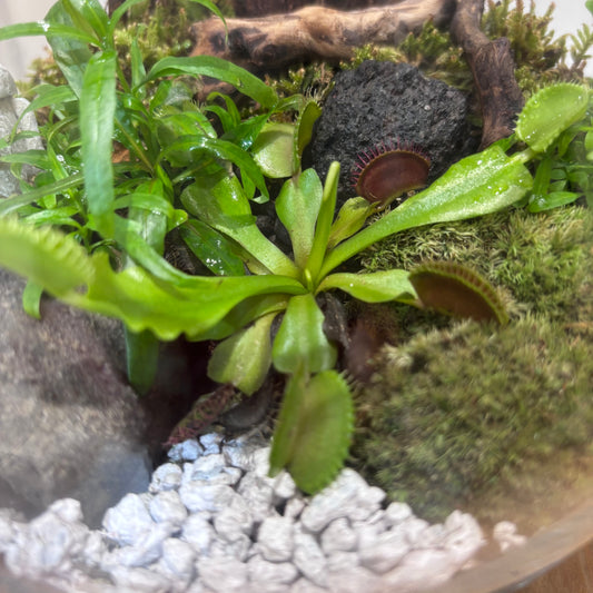【苔テラリウム】ガジュマルを添えて｜観葉植物