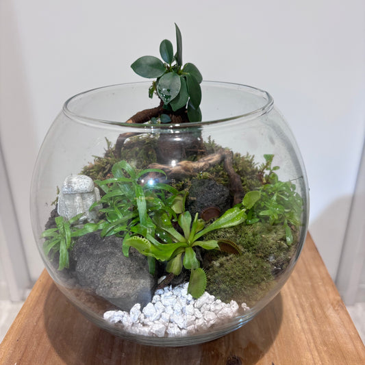【苔テラリウム】ガジュマルを添えて|観葉植物