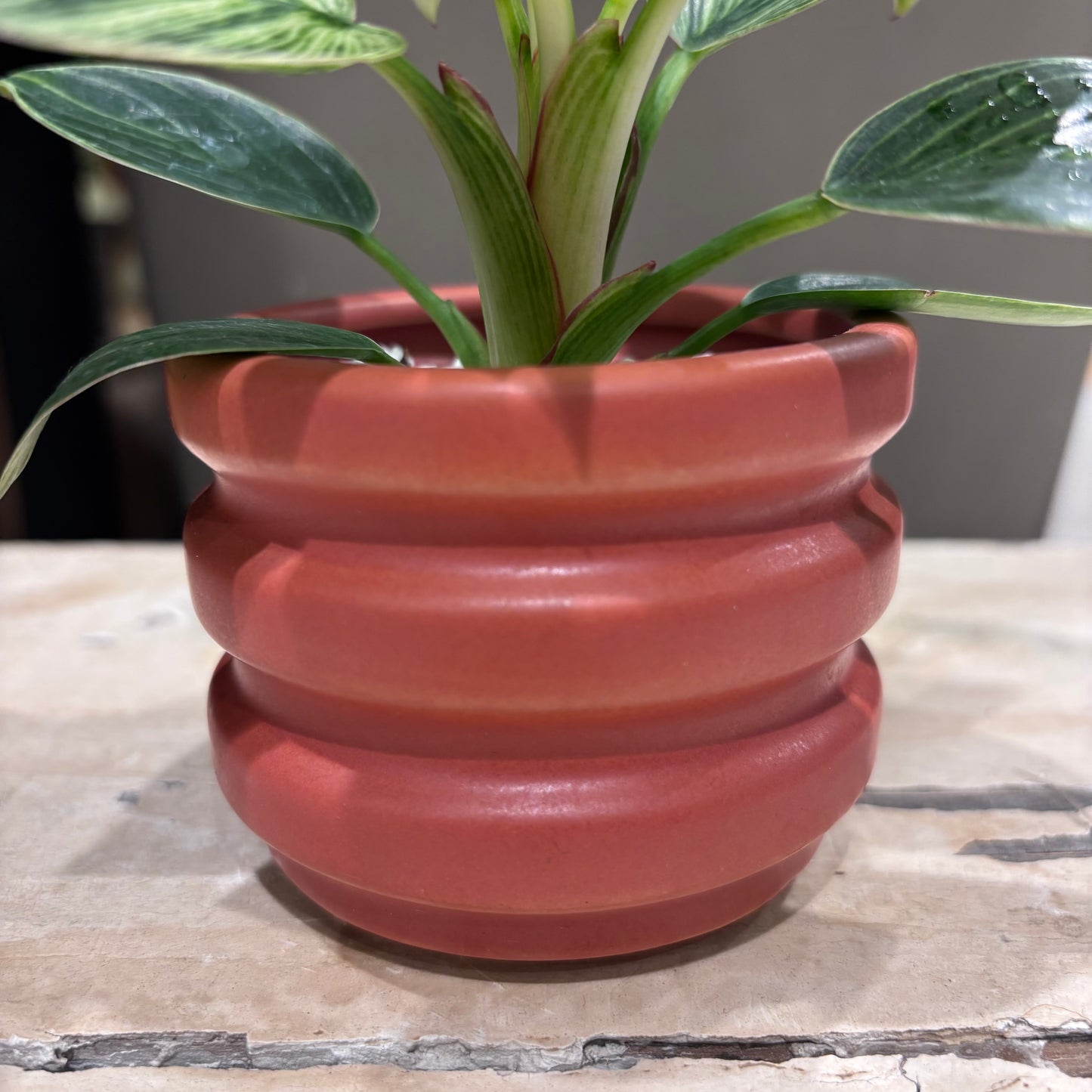 【フィロデンドロン・バーキン・ミニ】陶器鉢付｜小型｜観葉植物