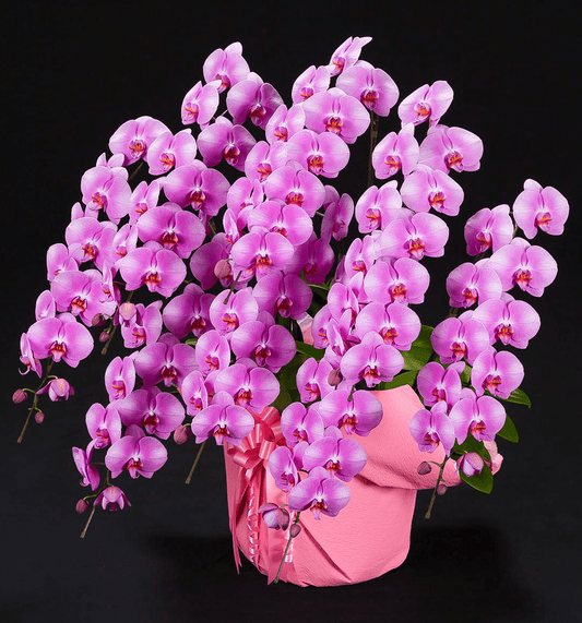 【大輪胡蝶蘭】WEB限定|ピンク8本立ち88輪前後