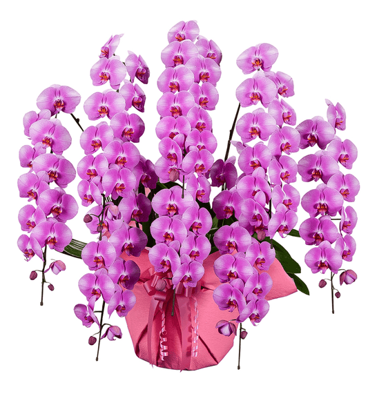 【大輪胡蝶蘭】WEB限定|ピンク8本立ち88輪前後