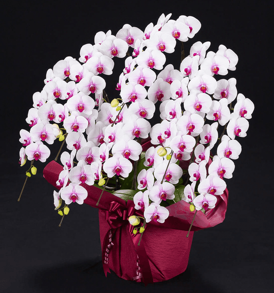 【大輪胡蝶蘭】WEB限定|白赤リップ8本立ち88輪前後