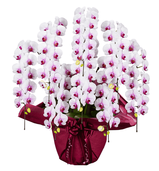 【大輪胡蝶蘭】WEB限定|白赤リップ8本立ち88輪前後