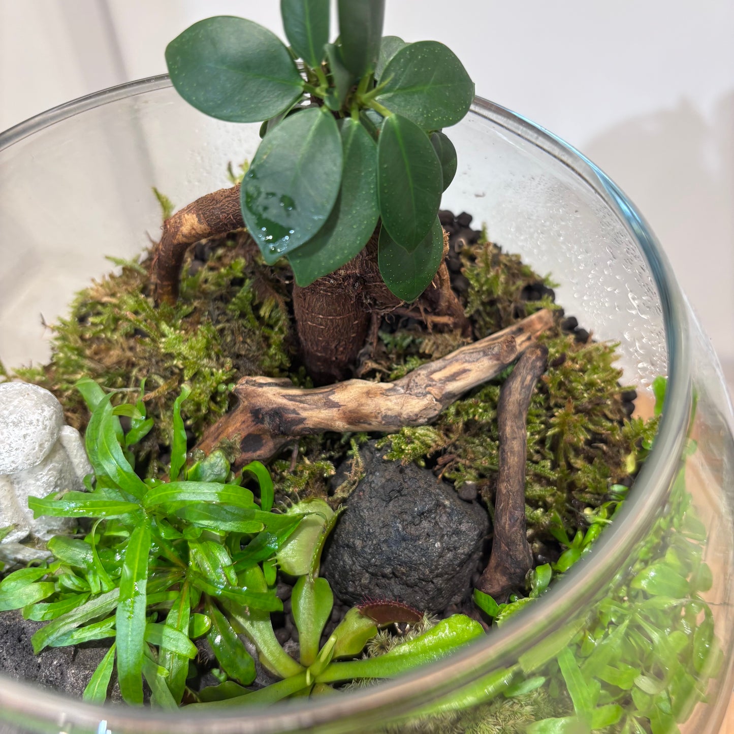 【苔テラリウム】ガジュマルを添えて｜観葉植物