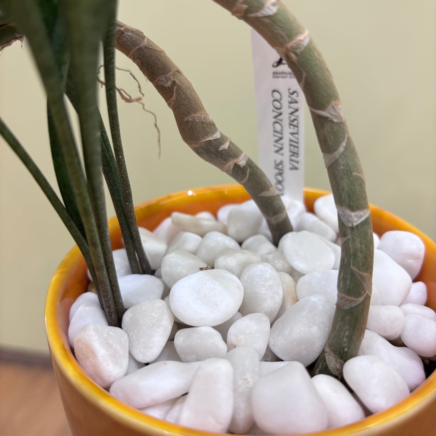 【サンスベリア コンシンナ スプーンリーフ】観葉植物 (陶器鉢)