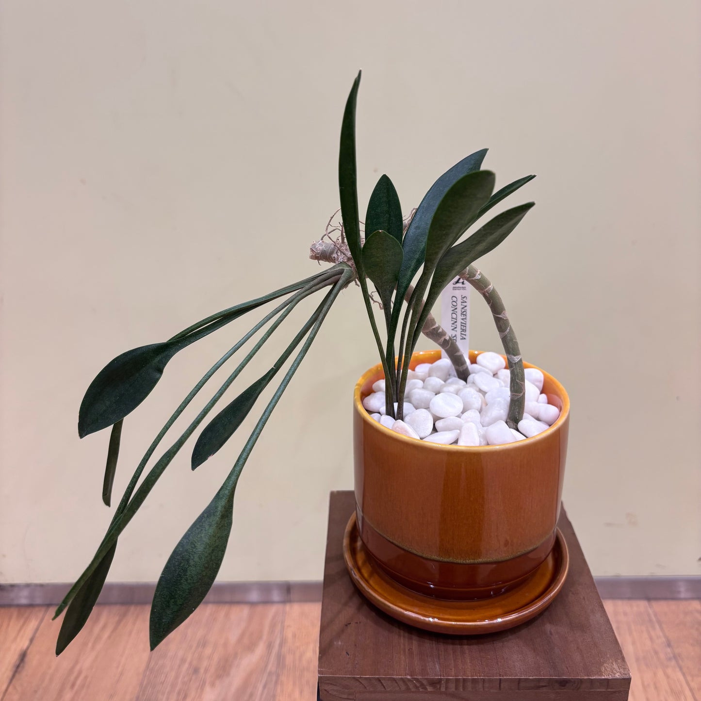 【サンスベリア コンシンナ スプーンリーフ】観葉植物 (陶器鉢)