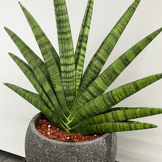 サンスベリア・ボンセレンシスのアップ写真