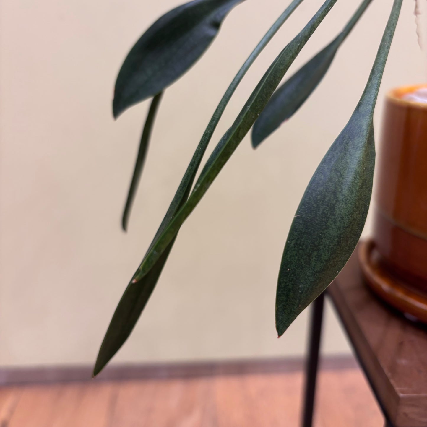 【サンスベリア コンシンナ スプーンリーフ】観葉植物 (陶器鉢)