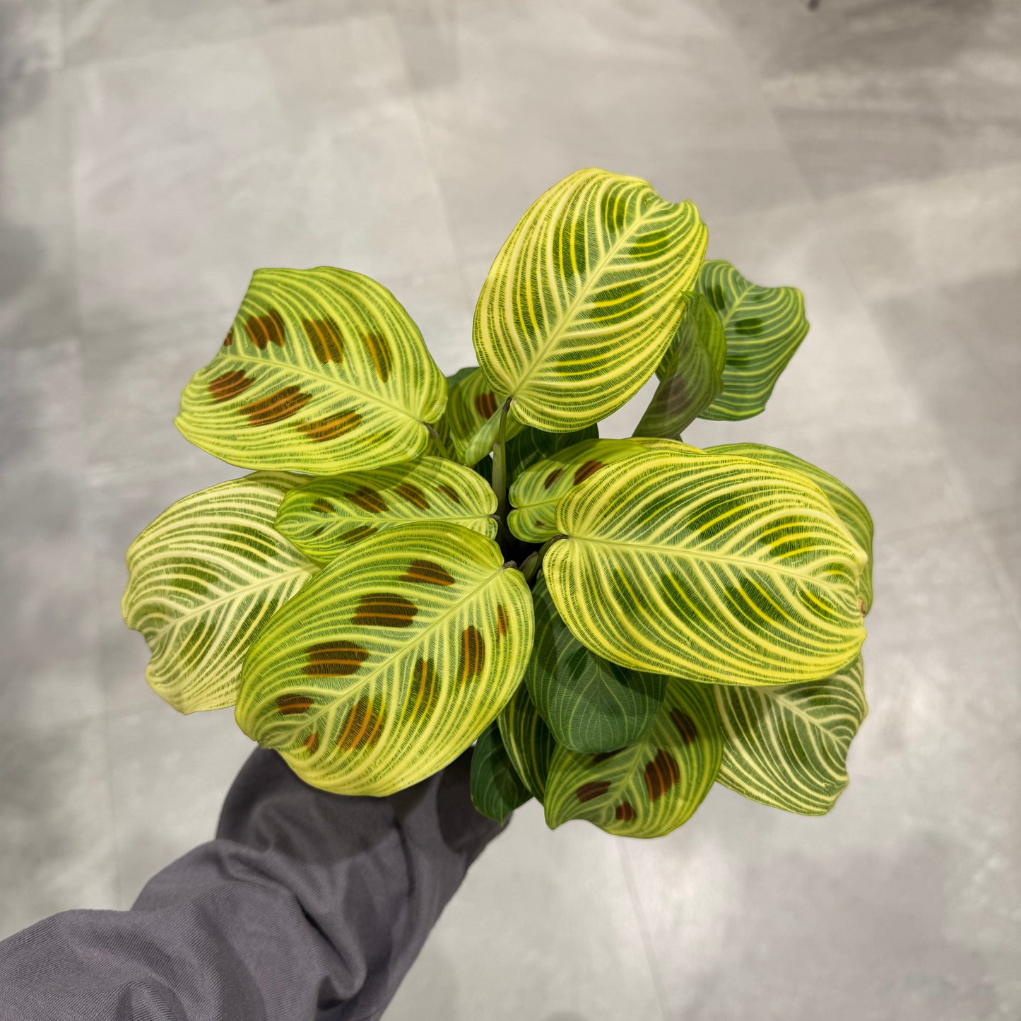 Maranta Leuconeura 'Lemon Lime' | 5-inch pot | Houseplant