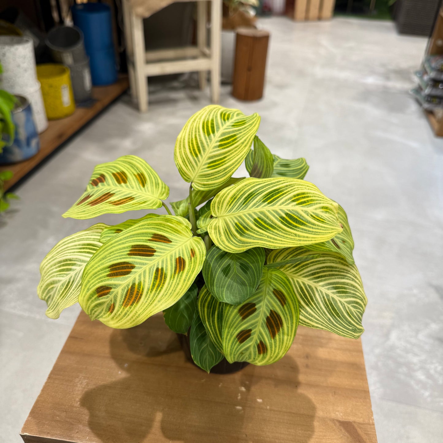 Maranta Leuconeura 'Lemon Lime' | 5-inch pot | Houseplant