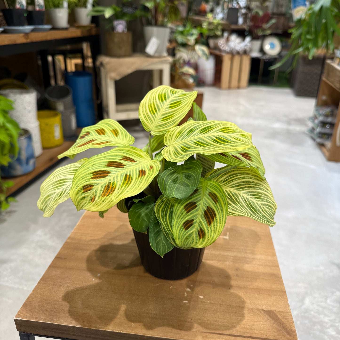 Maranta Leuconeura 'Lemon Lime' | 5-inch pot | Houseplant