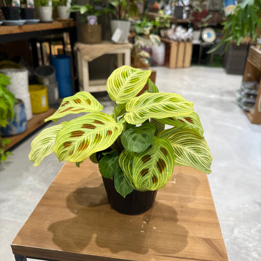 【マランタ】ライトべインズ|3.5鉢|観葉植物