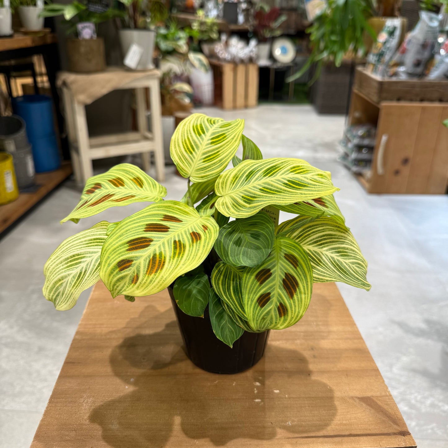 Maranta Leuconeura 'Lemon Lime' | 5-inch pot | Houseplant