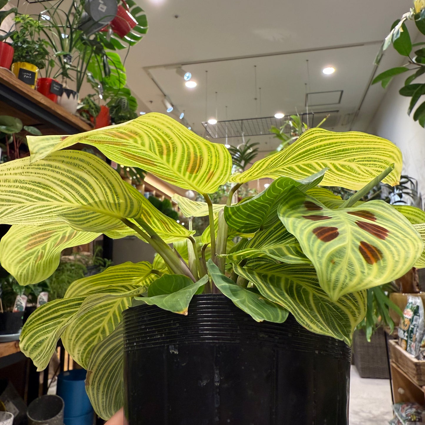 Maranta Leuconeura 'Lemon Lime' | 5-inch pot | Houseplant