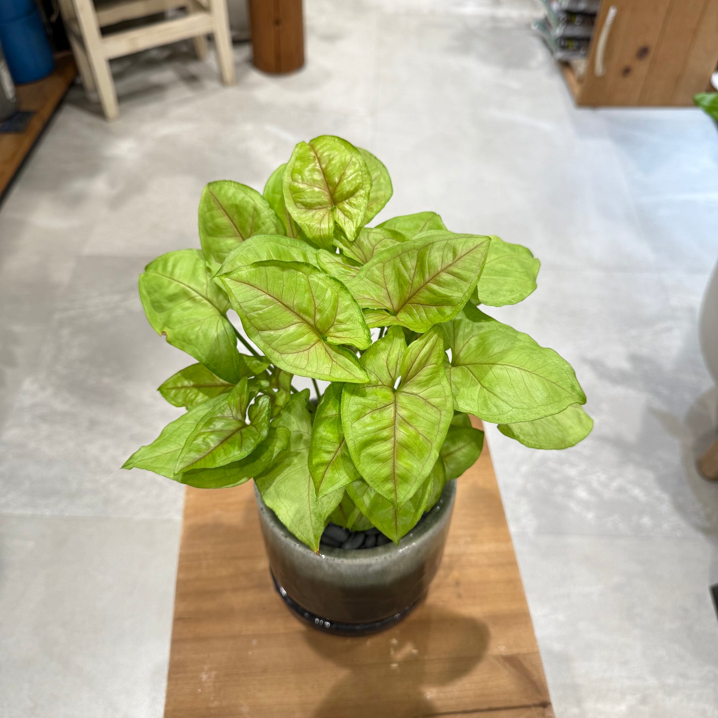 [Syngonium] Mackey | Ceramic pot | Houseplant
