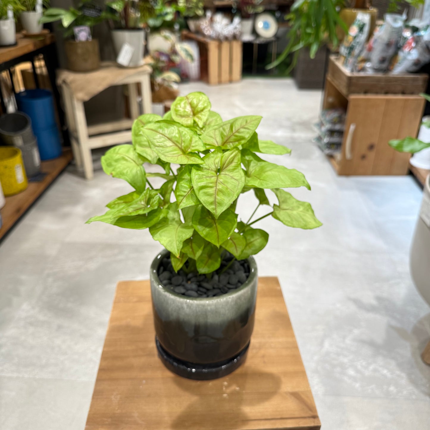 [Syngonium] Mackey | Ceramic pot | Houseplant