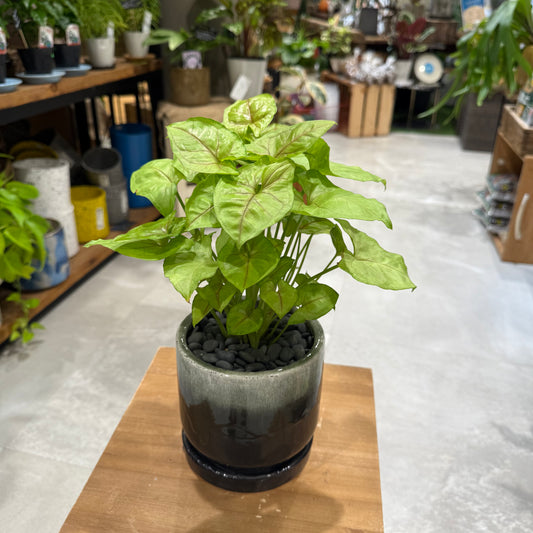 【シンゴニウム】ゴールデンアリュージョン|陶器鉢|観葉植物