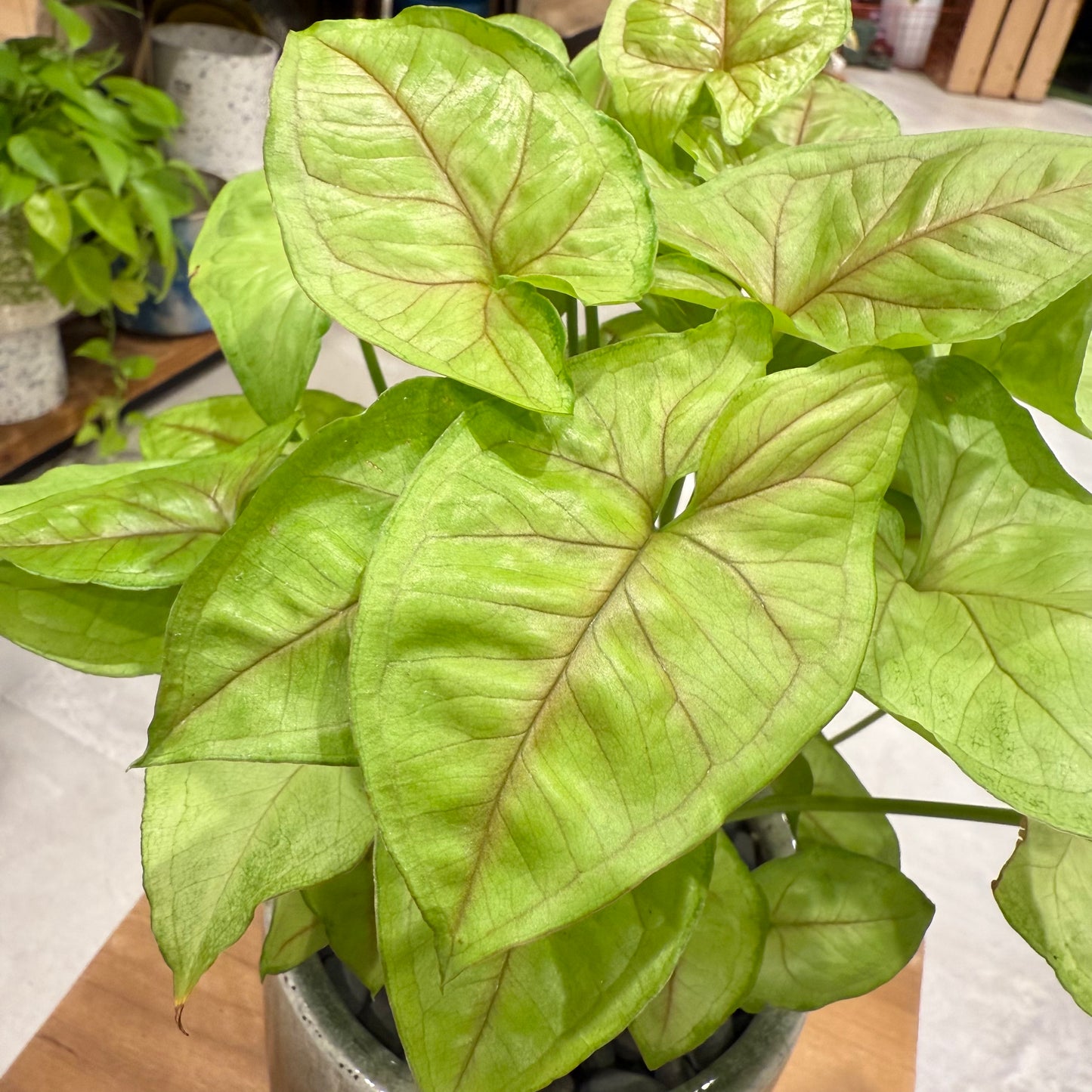 [Syngonium] Mackey | Ceramic pot | Houseplant