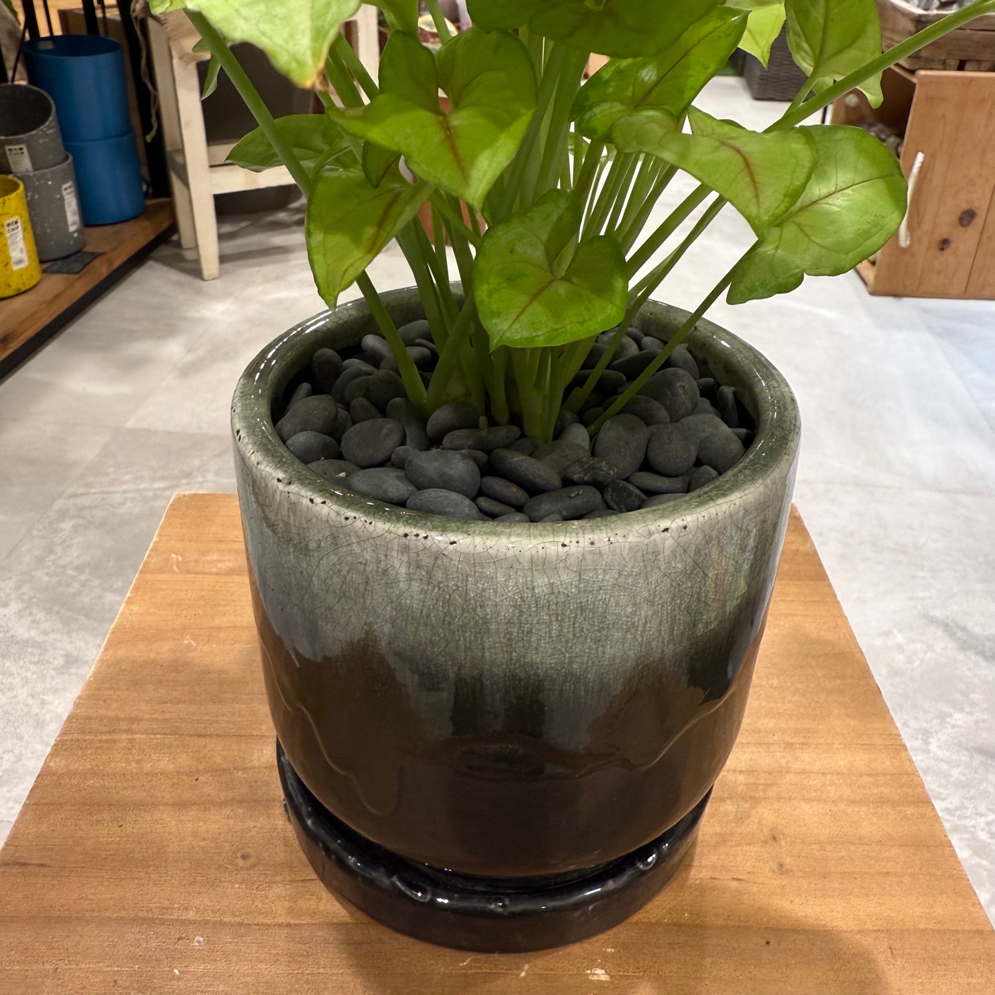 [Syngonium] Mackey | Ceramic pot | Houseplant