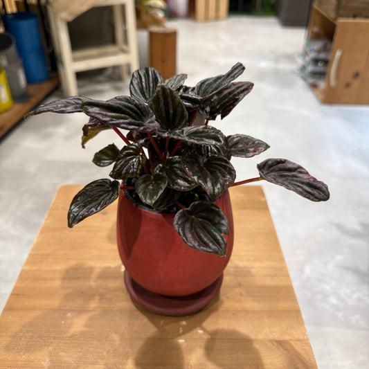 【ペペロミア・レッドルナ】陶器鉢|小型|観葉植物