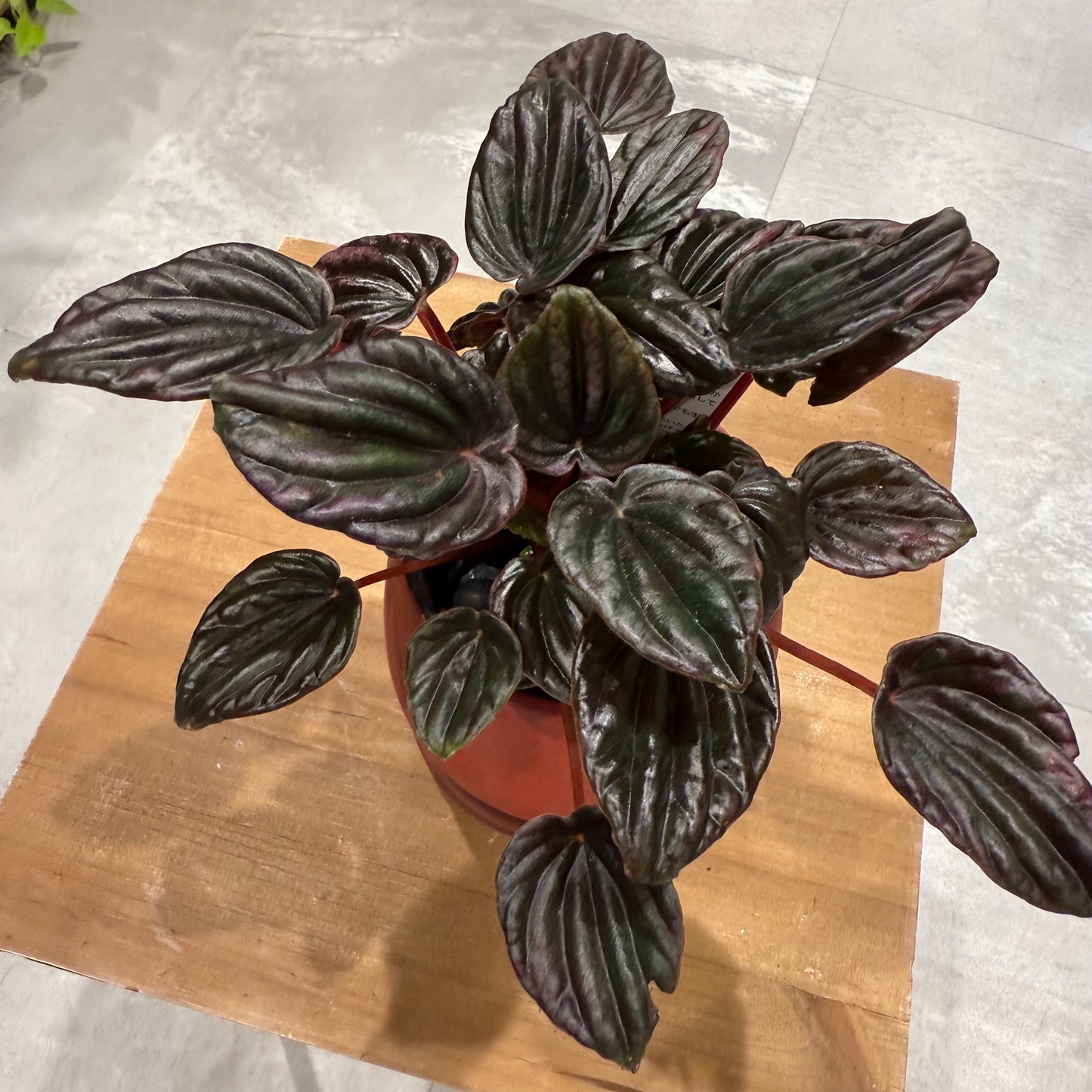 [Peperomia] Ceramic pot | Small | Houseplant