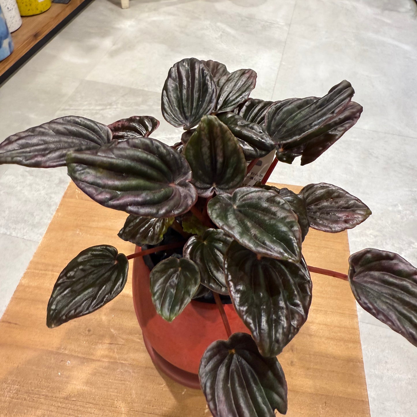 [Peperomia] Ceramic pot | Small | Houseplant