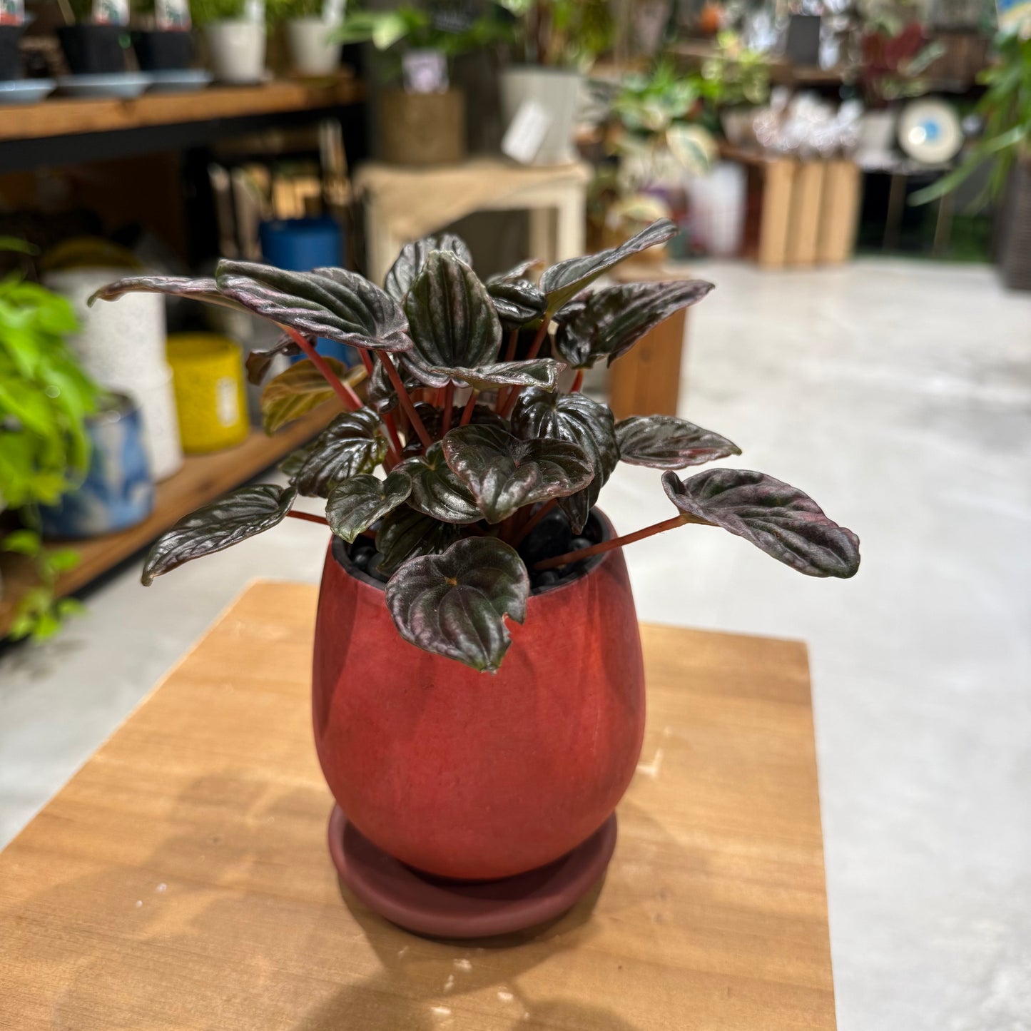 [Peperomia] Ceramic pot | Small | Houseplant