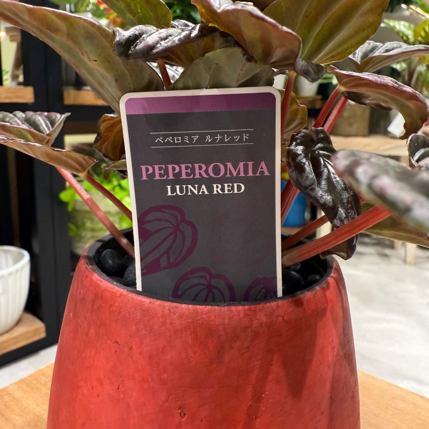 [Peperomia] Ceramic pot | Small | Houseplant